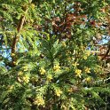 Cryptomeria japonica rameau